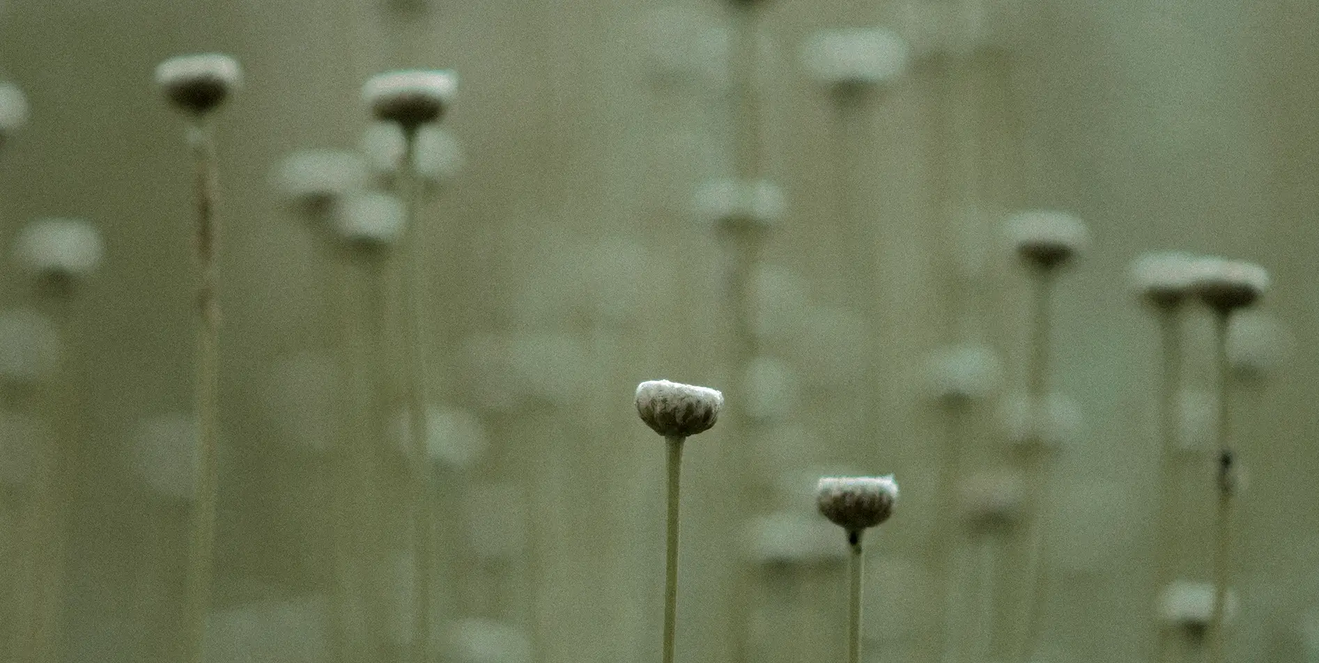 Wild flora in a secret Swiss forest, SNUUG's sustainable tourism approach.