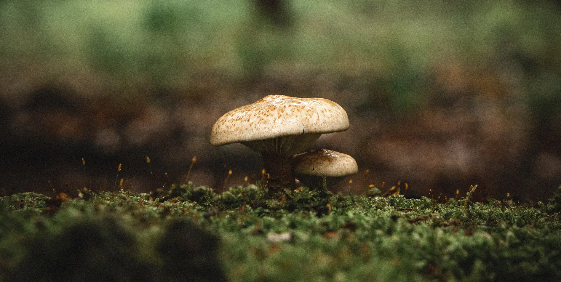 Wild mushroom growing on moss, observing biodiversity during a SNUUG stay.