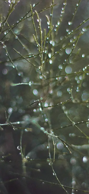 Tree branches with dew drops in the Swiss alpine nature, SNUUG eco-responsible stay experience.