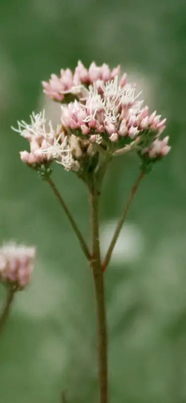 Local wildflowers in the heart of the Swiss mountains, detailing the nature experience offered by SNUUG.