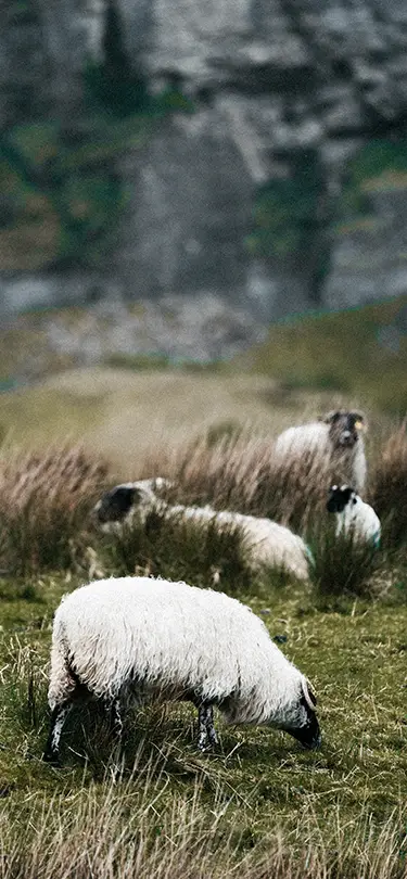 Peaceful flock of sheep in the Swiss alpine pastures, illustrating the biodiversity preserved by SNUUG.