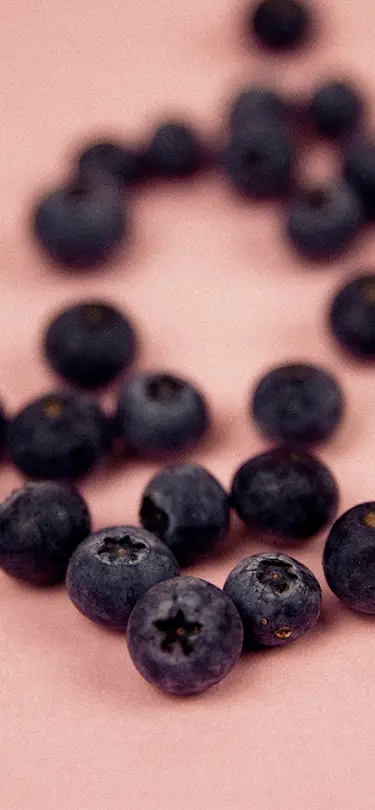 Fresh wild blueberries picked during an eco-responsible SNUUG stay in Switzerland.