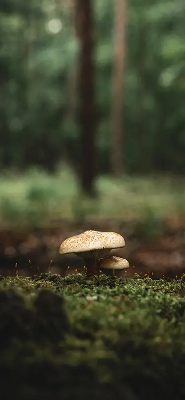 Wild mushroom growing on moss, observing biodiversity during a SNUUG stay.