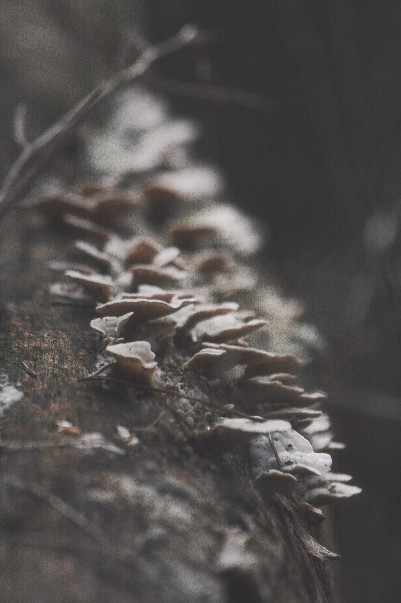 Close-up of wild mushrooms growing on a tree trunk in a Swiss forest, illustrating the immersion in nature of the SNUUG eco-responsible accommodation concept.
