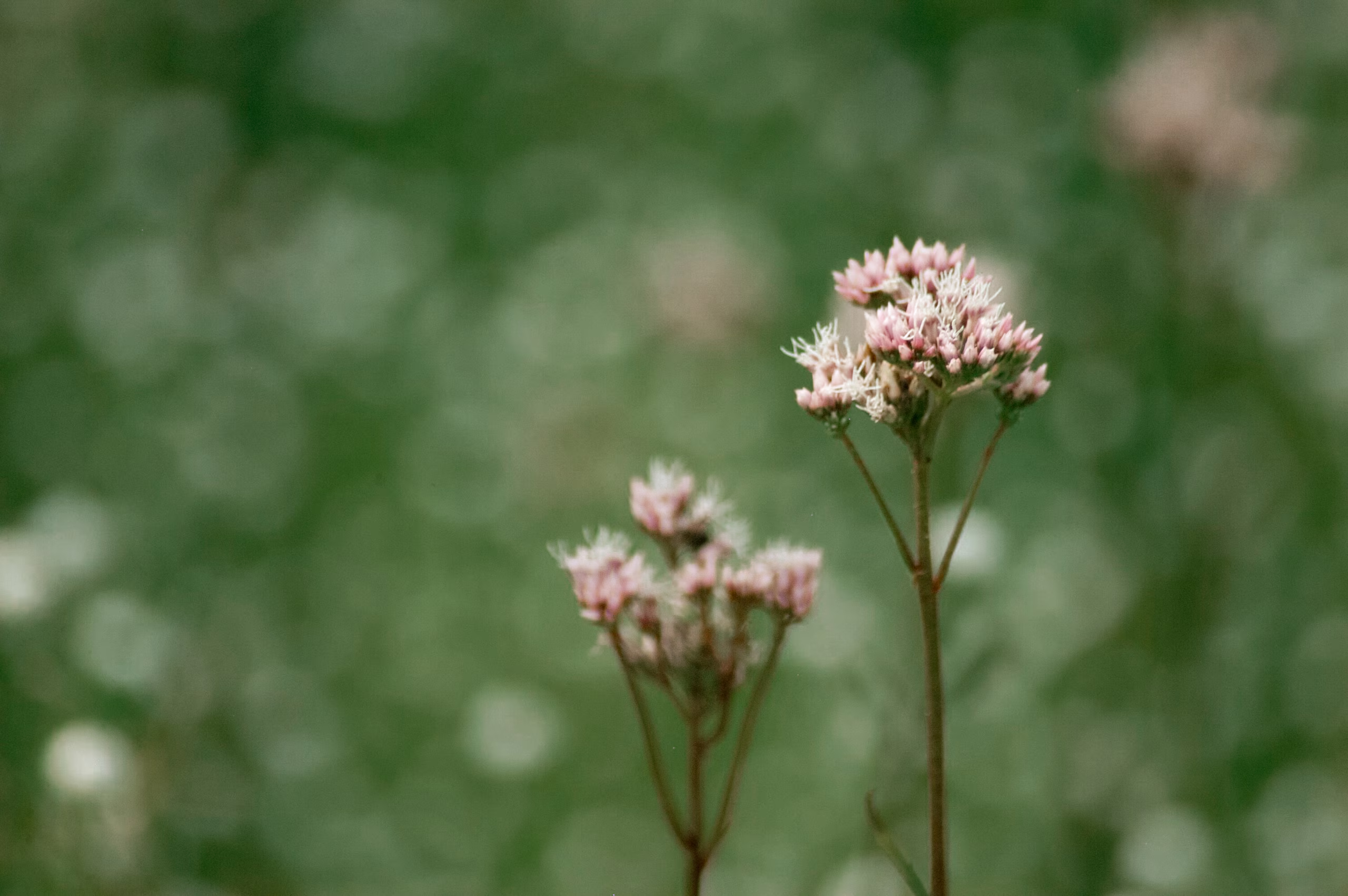 Fleurs sauvages roses en pleine nature helvétique, illustrant la biodiversité et le cadre éco-responsable des séjours SNUUG.