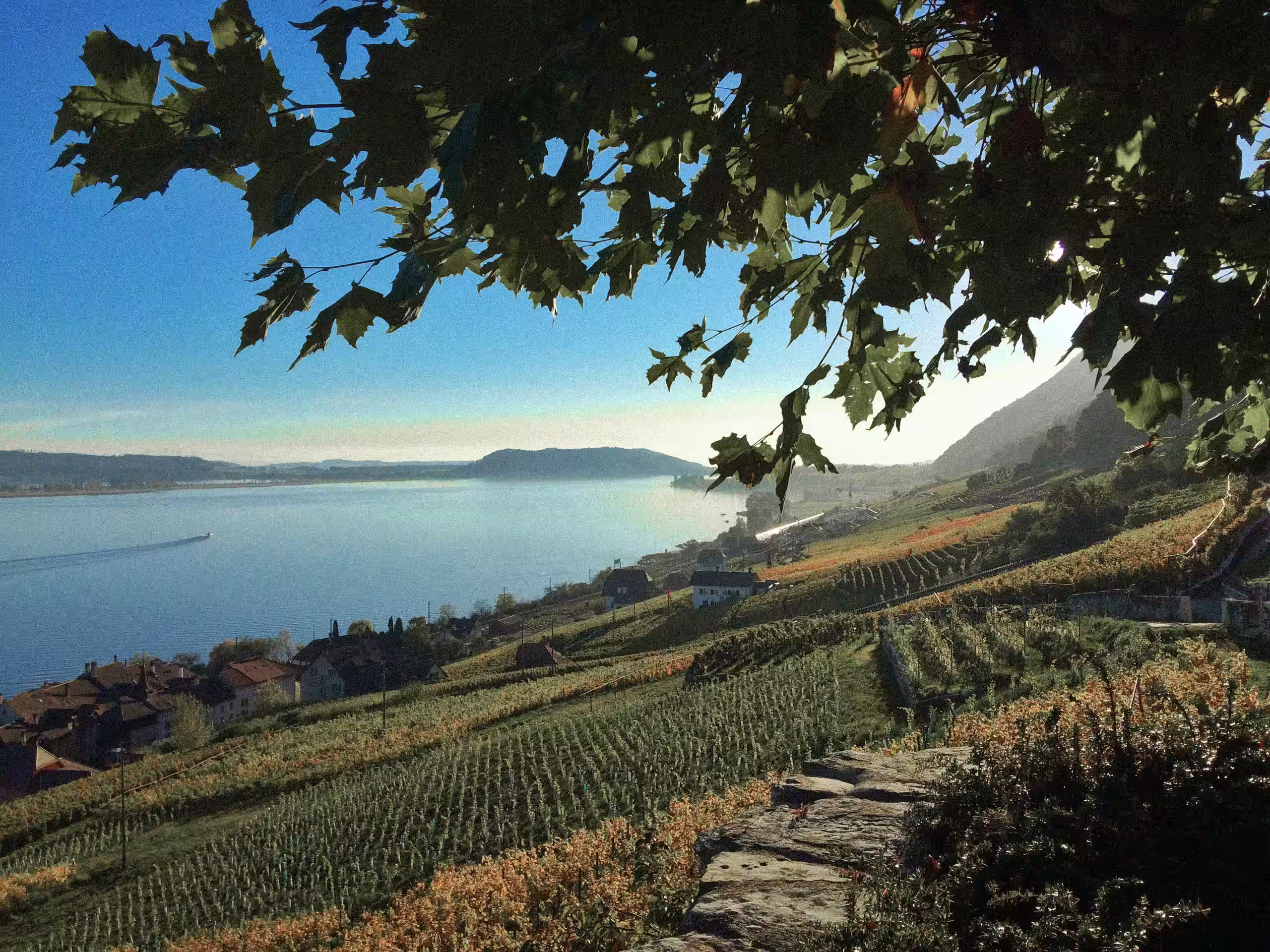 Vue panoramique spectaculaire sur un lac suisse et ses vignobles en terrasses, cadre naturel privilégié pour un séjour SNUUG.