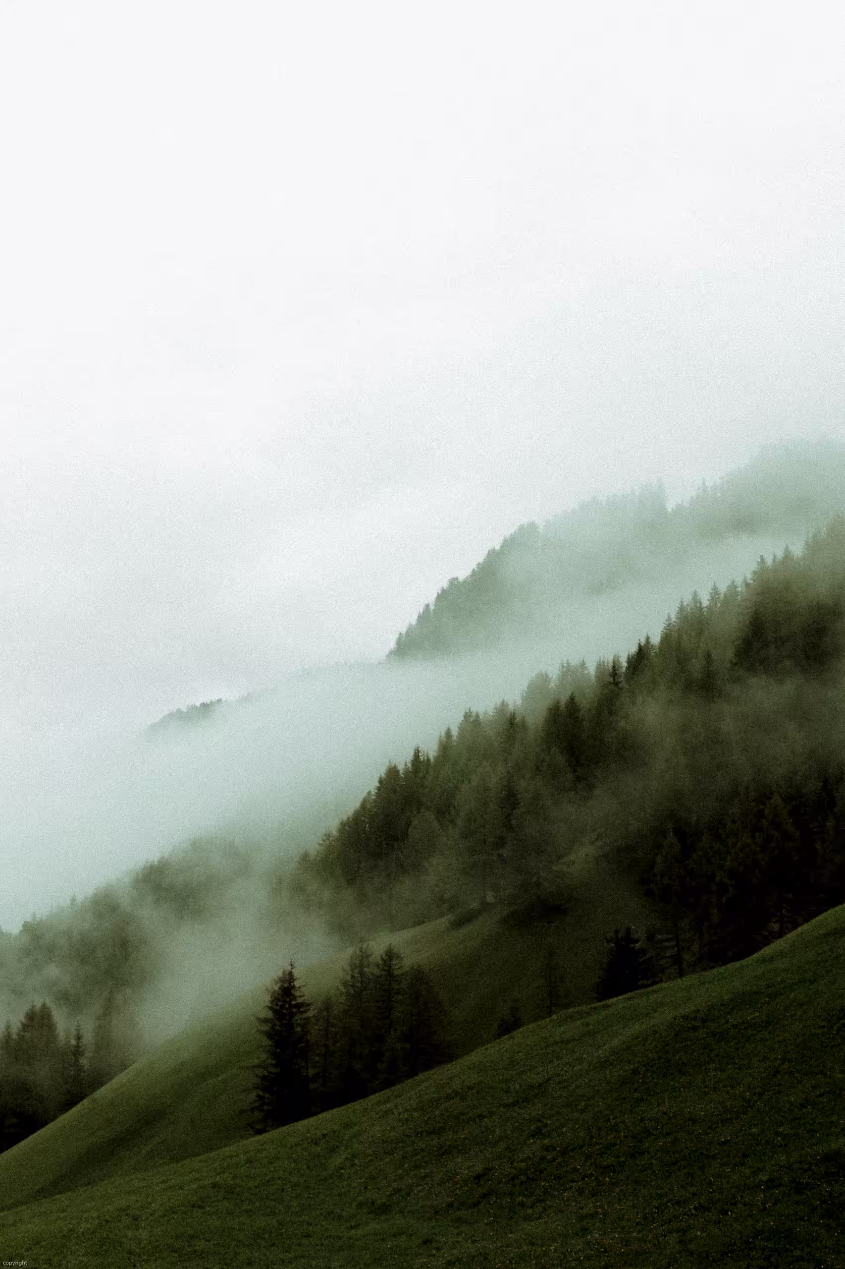 Forêt de sapins suisses enveloppée par la brume matinale, capturant l'atmosphère poétique et exclusive d'une parenthèse SNUUG en haute montagne.
