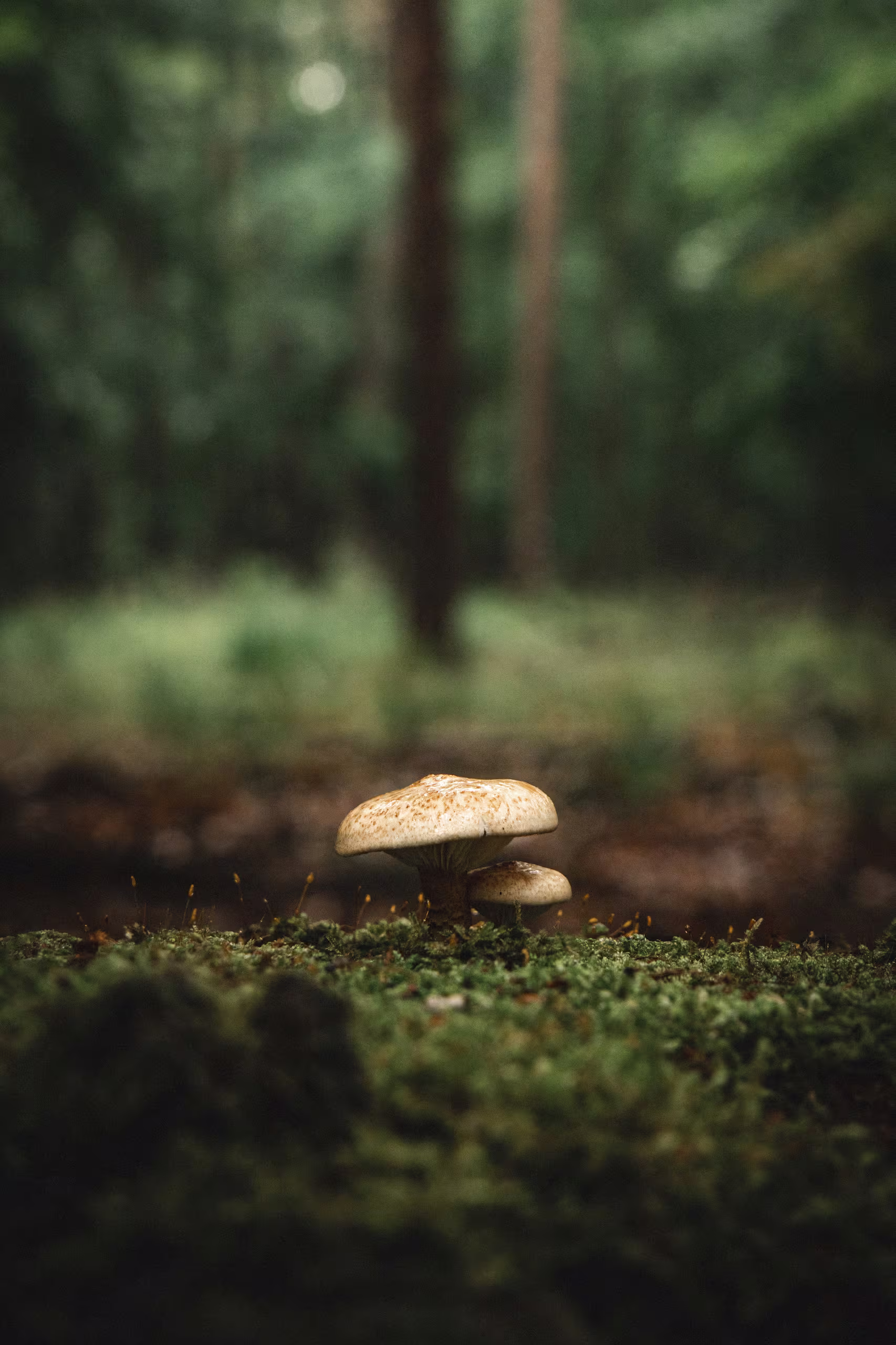 Gros plan sur des champignons poussant dans la mousse d'une forêt secrète en Suisse, évocation de la biodiversité et de l'éco-tourisme.