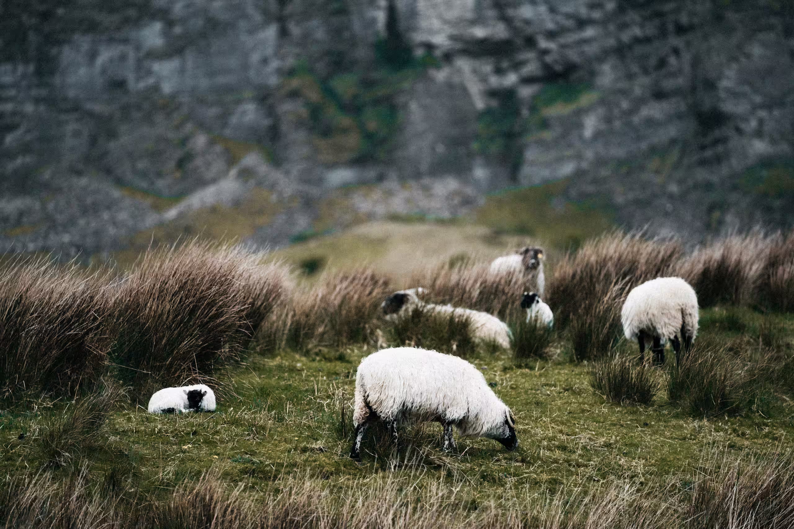 Troupeau de moutons pâturant dans une prairie sauvage au pied des montagnes en Suisse, immersion totale dans la nature.