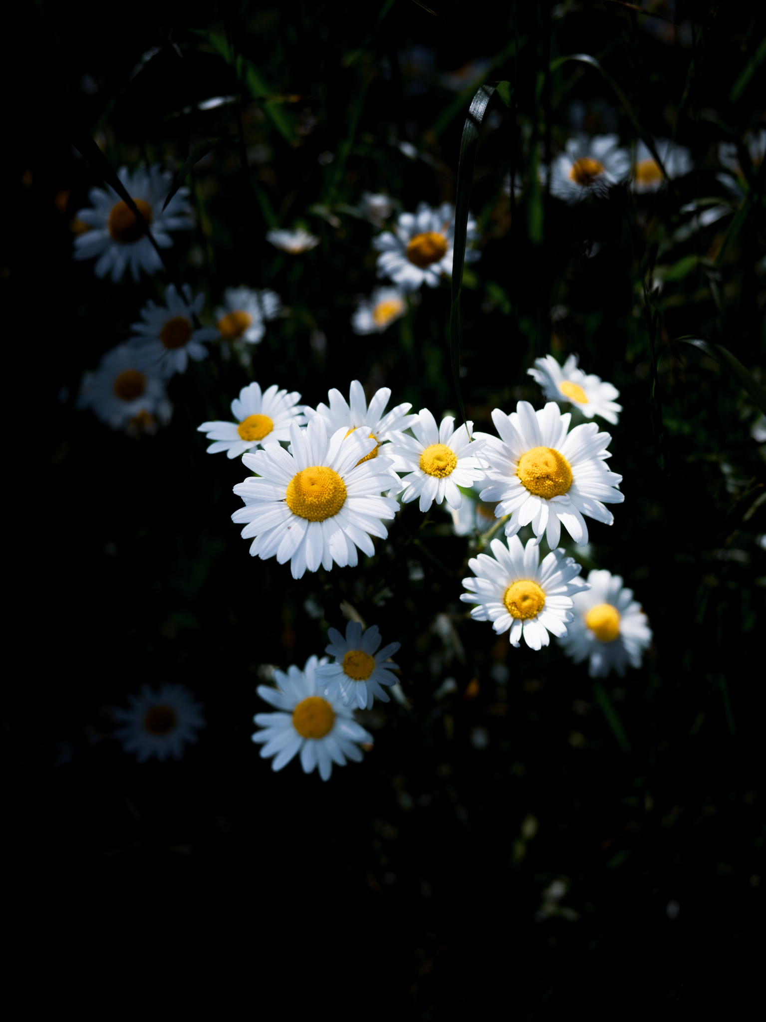 Close-up of wild daisies in a Swiss meadow, symbolizing the biodiversity and total immersion advocated by SNUUG.