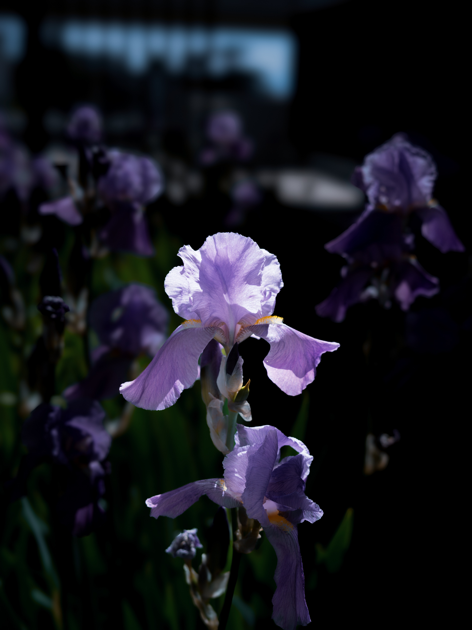 Detail of local flora: purple irises in bloom, illustrating the natural beauty of the Swiss terroir surrounding SNUUG accommodations.