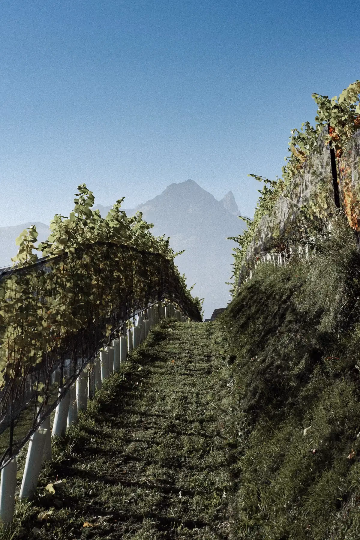 Steep path through terraced vineyards facing alpine peaks, embodying total immersion in wild Swiss nature.