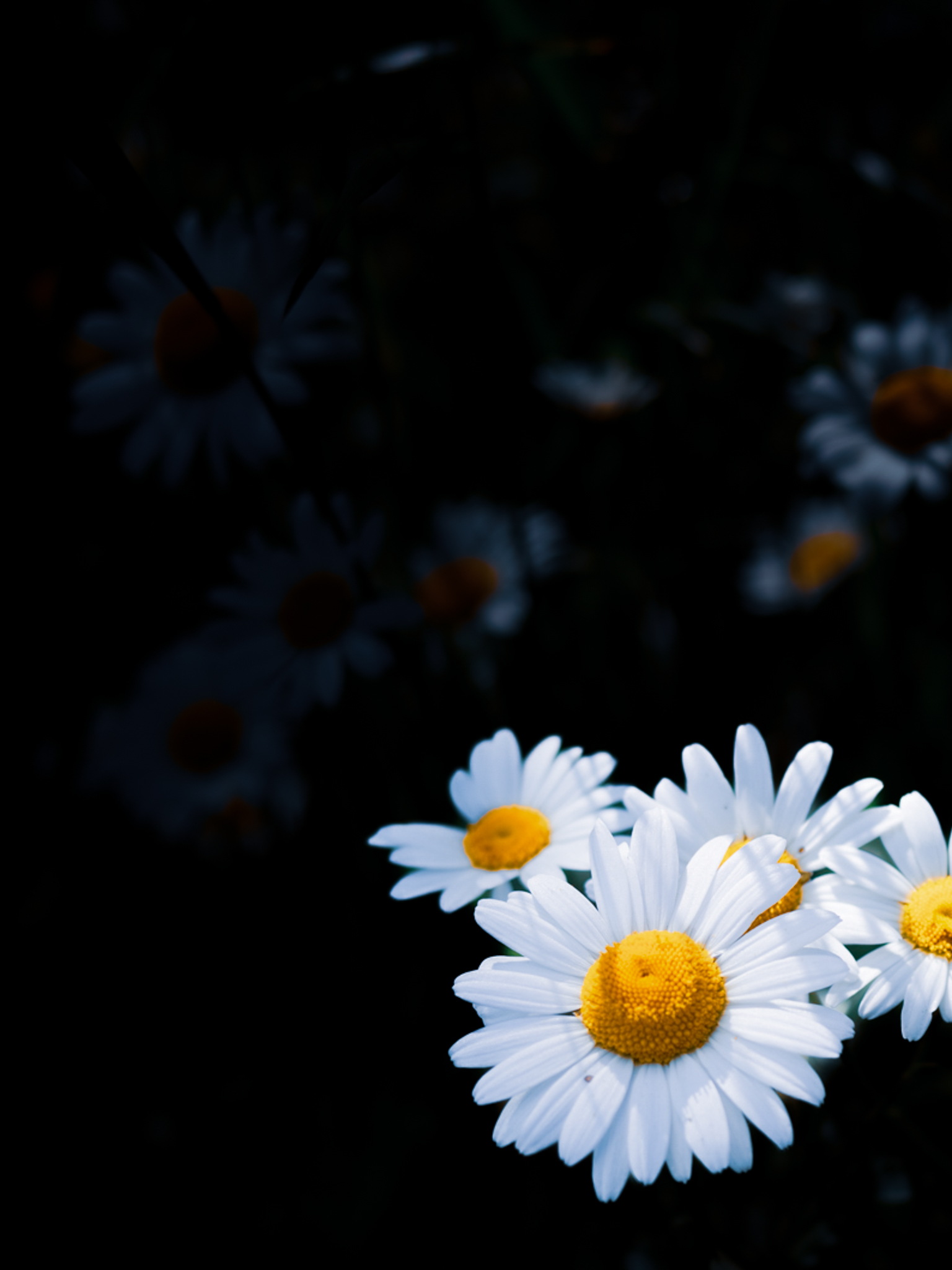 Gros plan sur des marguerites sauvages dans une prairie suisse, symbole de la biodiversité et de l'immersion totale prônées par SNUUG.