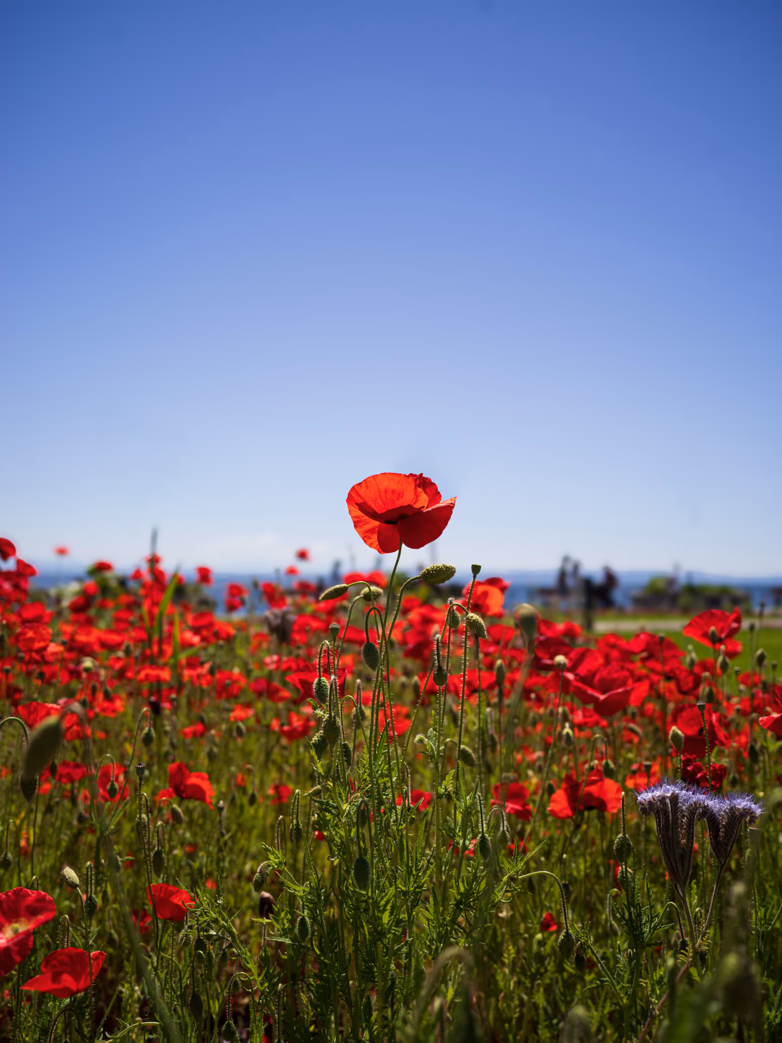 Fleur de coquelicot sauvage dans un paysage naturel suisse, symbole de l'immersion éco-responsable de l'hôtel SNUUG.