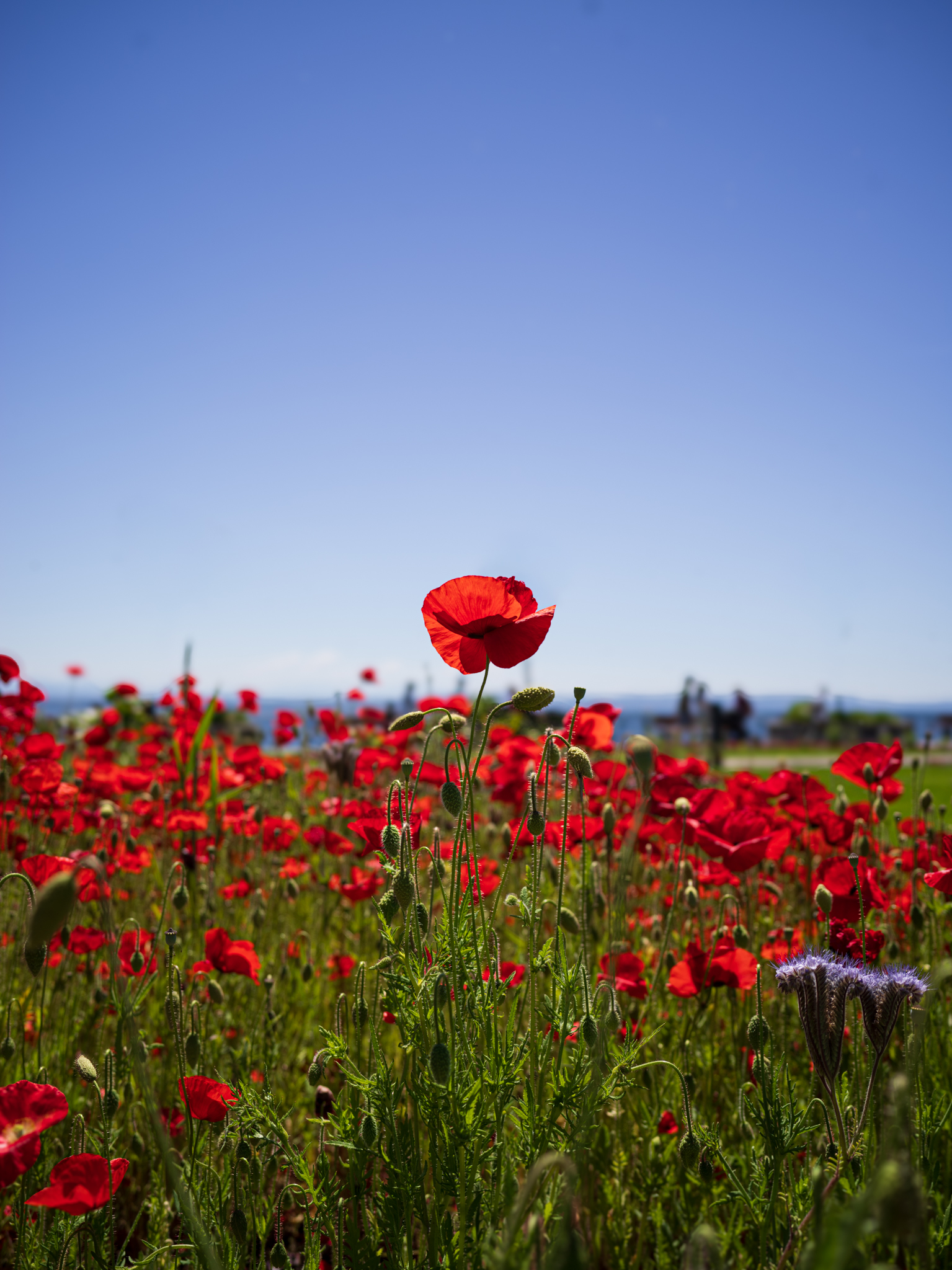 Fleur de coquelicot sauvage dans un paysage naturel suisse, symbole de l'immersion éco-responsable de l'hôtel SNUUG.