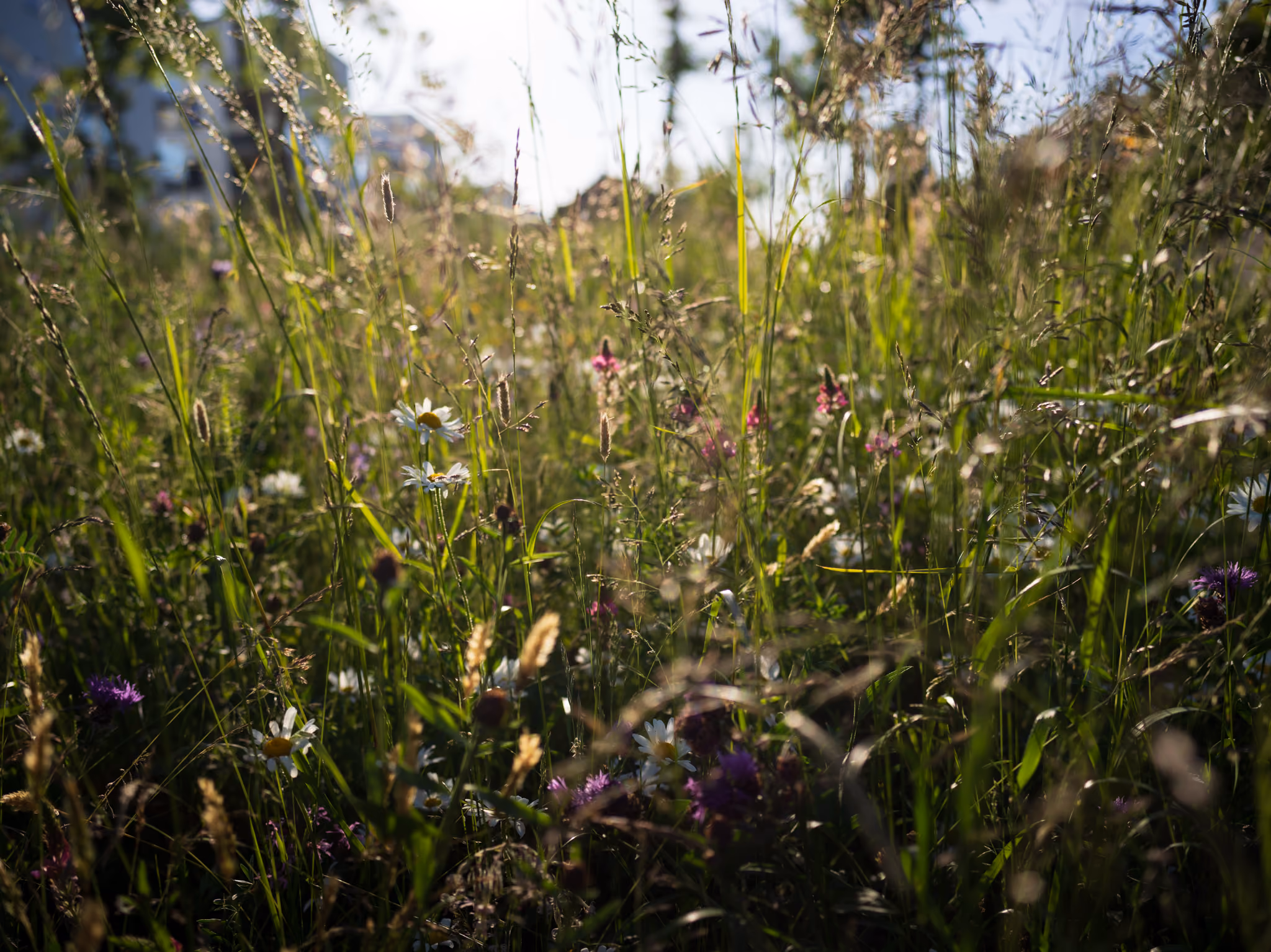 Flore sauvage dans une forêt secrète suisse, approche éco-responsable du tourisme SNUUG.