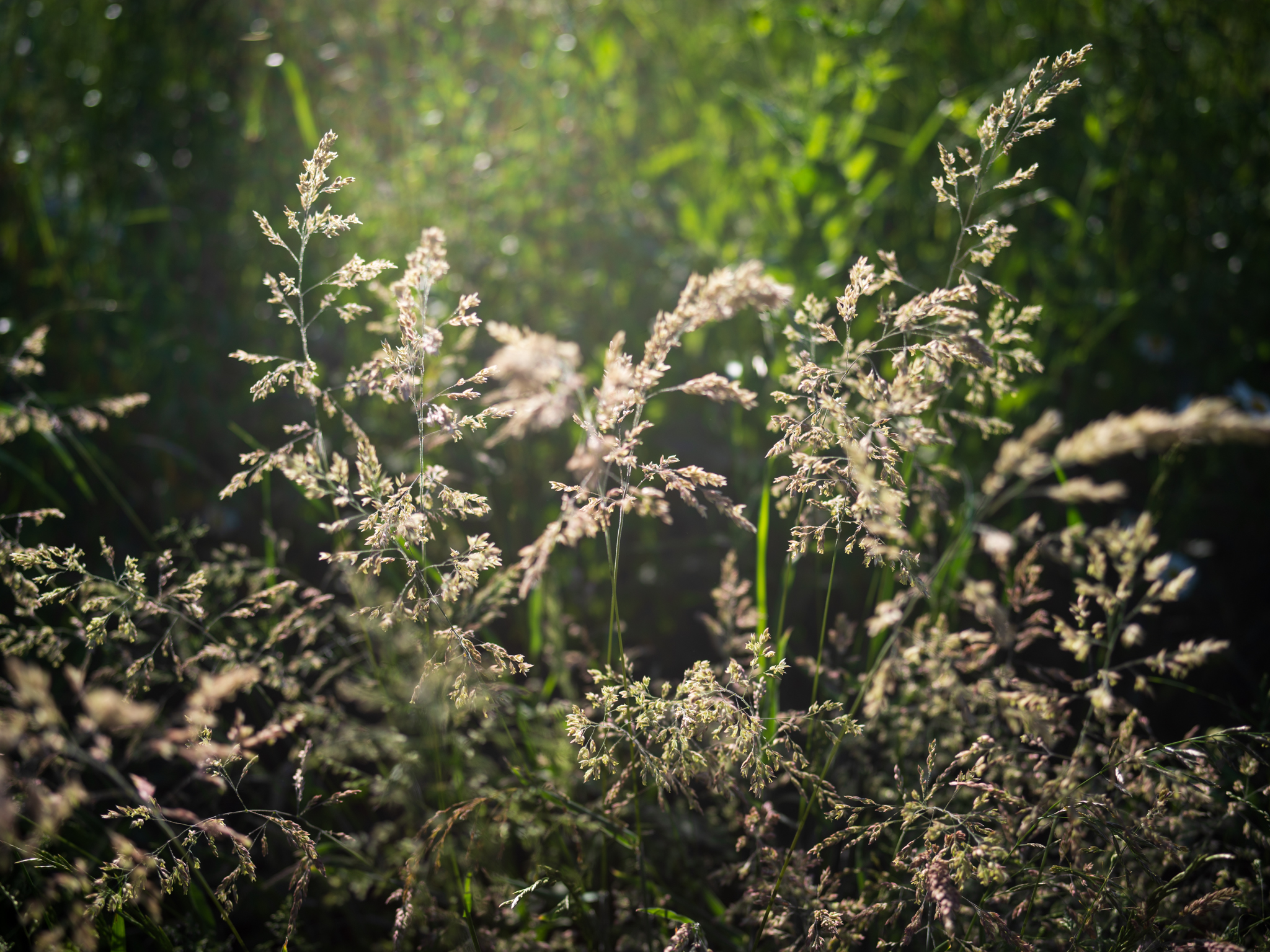Fleurs sauvages locales au cœur des montagnes suisses, détail de l'expérience nature proposée par SNUUG.