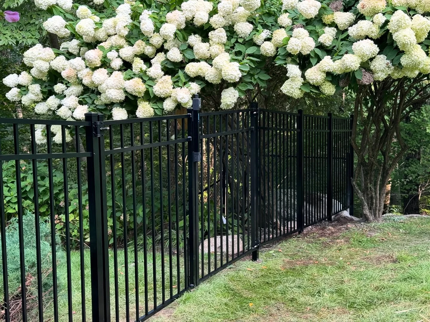 Black flat-top aluminum fence with a matching gate installed beside flowering hydrangeas.