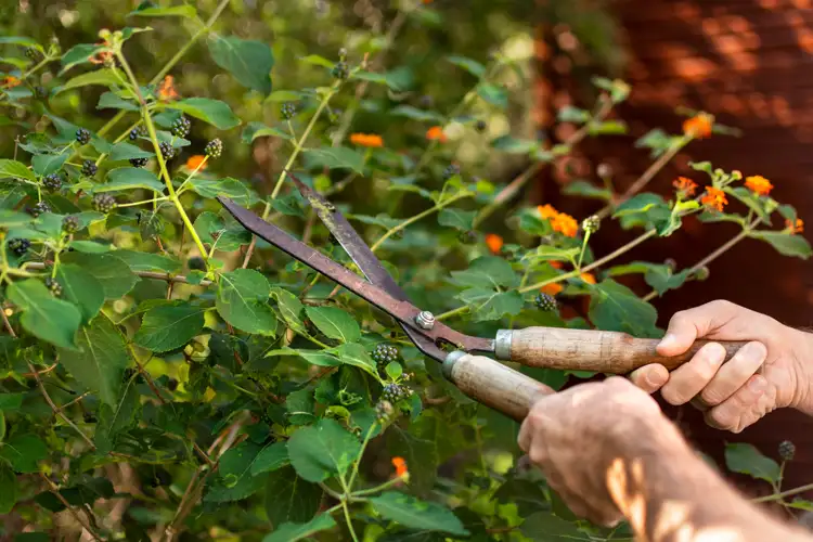 Hedge Shears