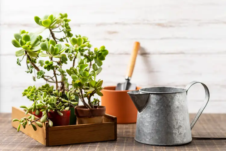 Watering Can