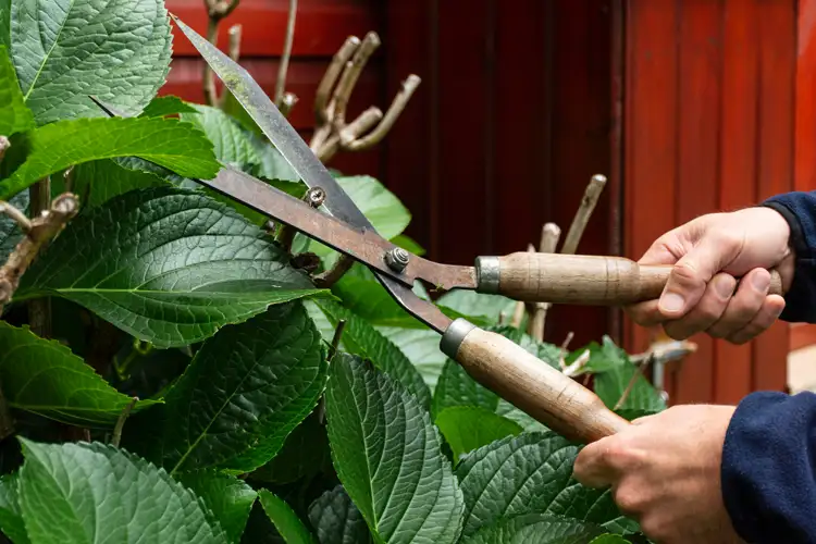 Hedge Shears