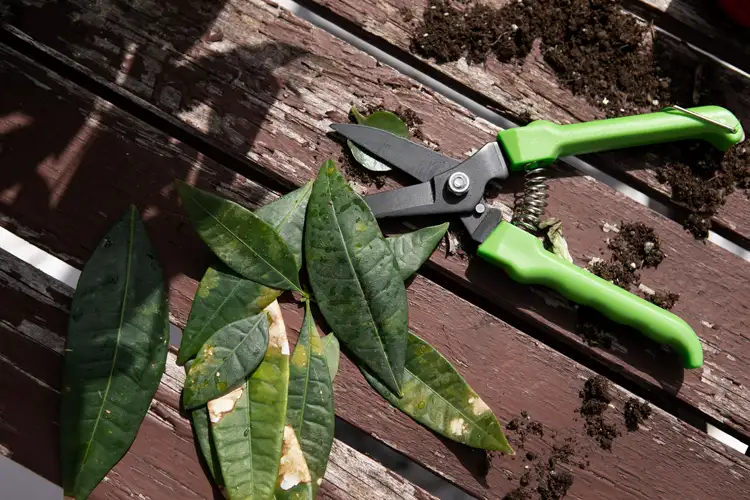 Garden Scissors