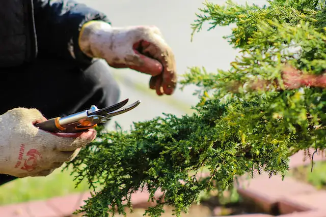 Garden Scissors