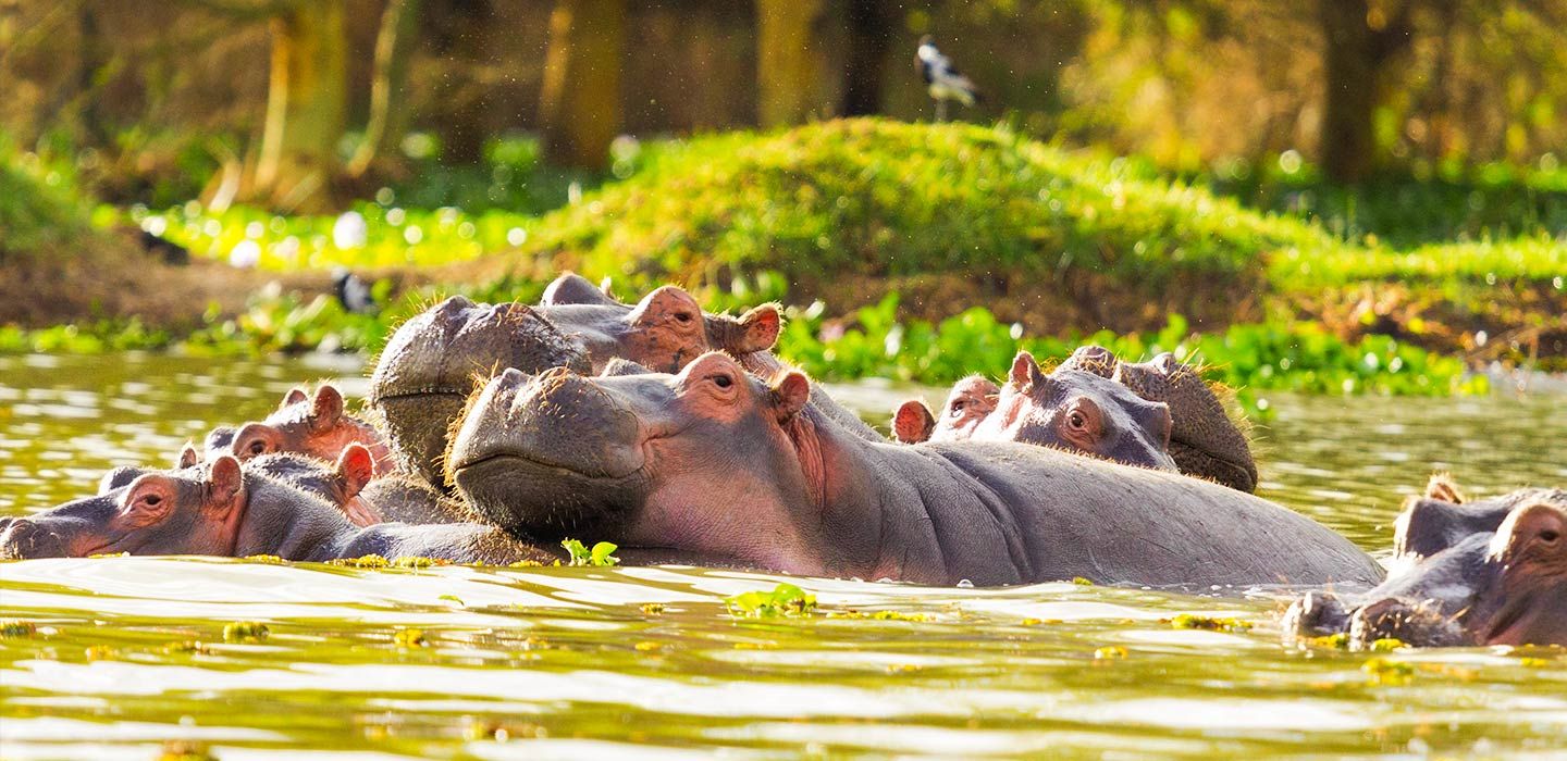 Lake Naivasha | Lake Naivasha Kenya | Memphis Tours