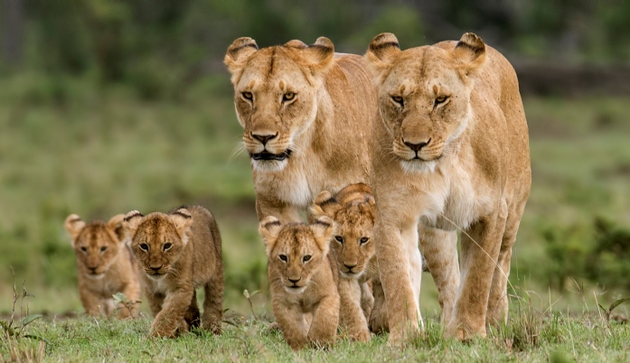 Masai Mara Lions | Kenya National Reserves | Wildlife Safari in Kenya