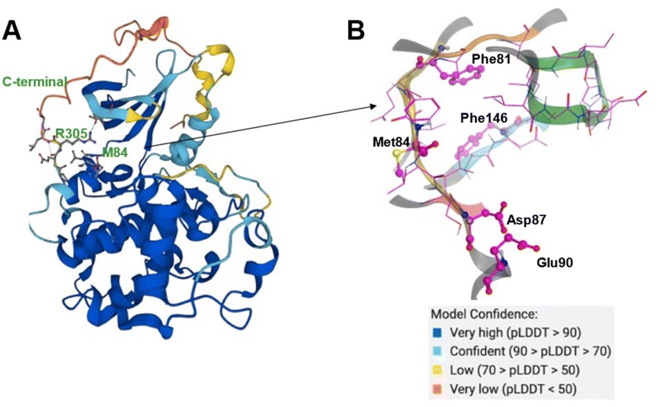 Revolutionary AI-Engineered Cancer Drug Enters Human Trials, Paving the Way for Future Therapies