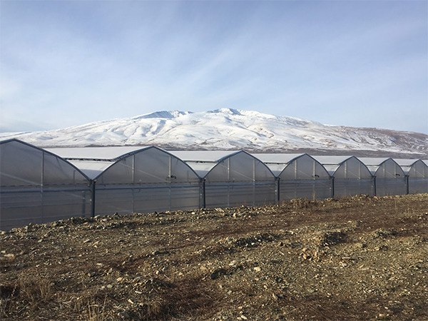 Debets Schalke Unveils 5-Hectare Advanced Armenian Greenhouse for Premium Rose Cultivation
