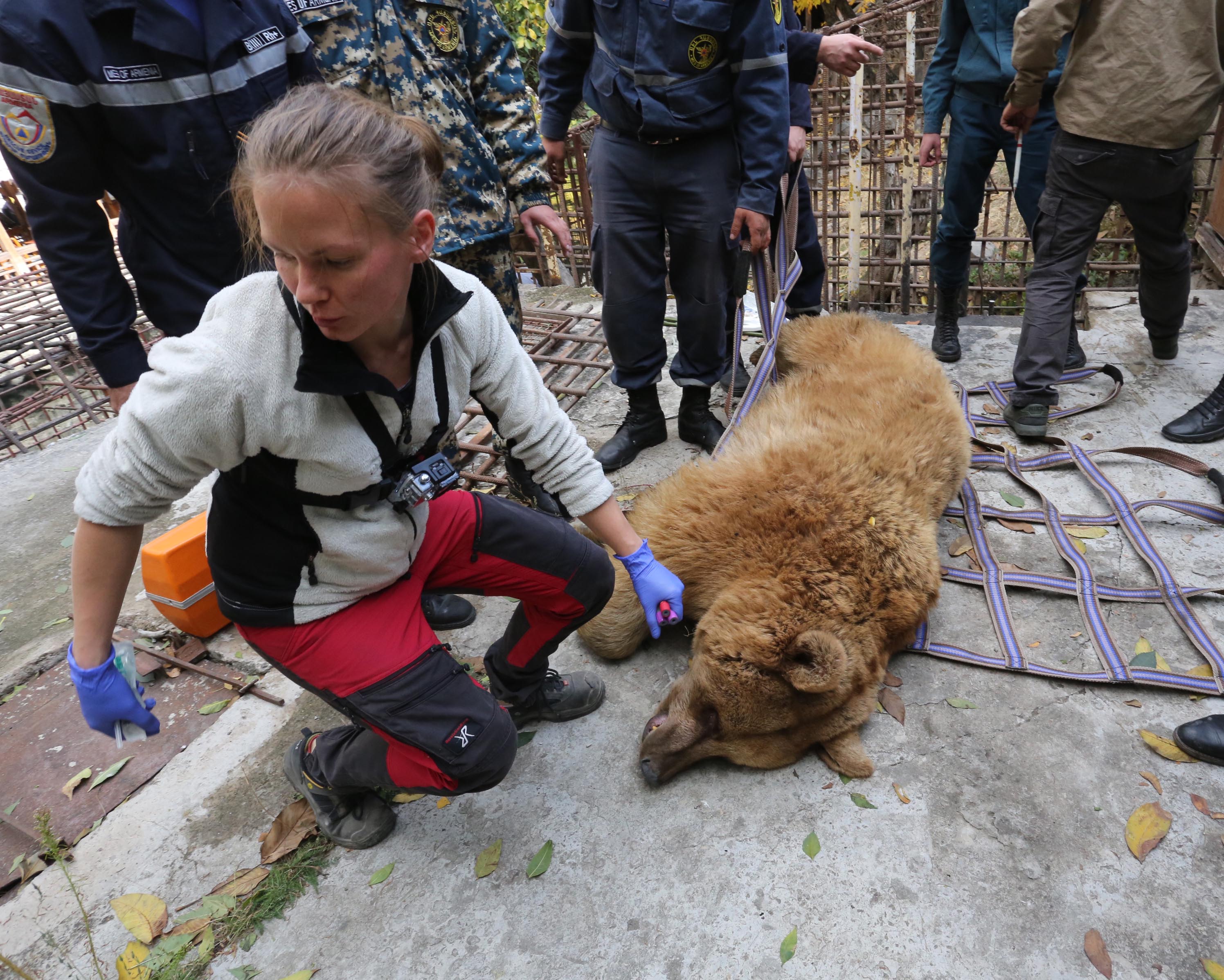 Bear Cub Rescue at Vayots Dzor–Ararat Border by Armenia’s Defense Forces Sparks Conservation Hope
