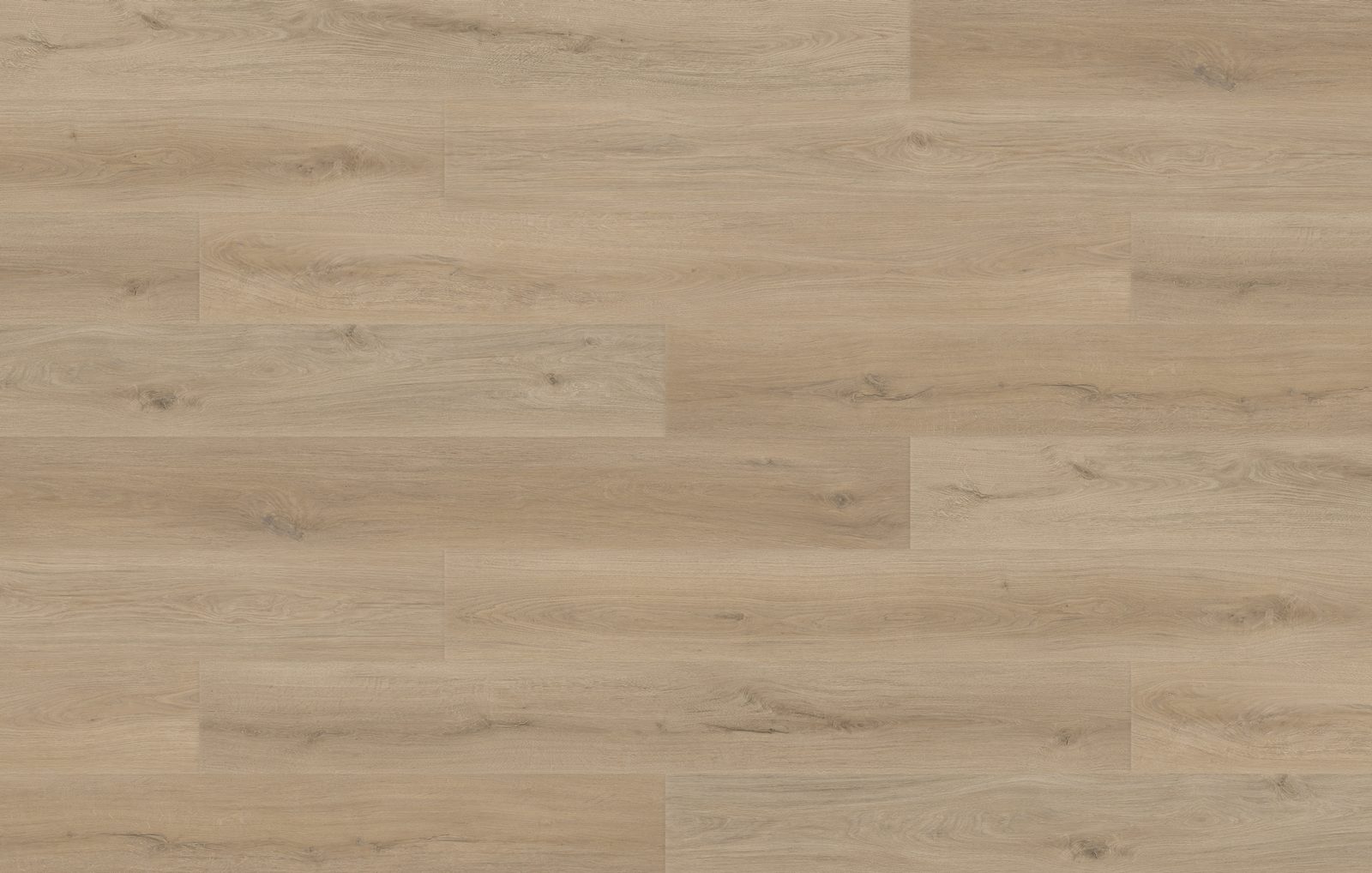 Silverbark