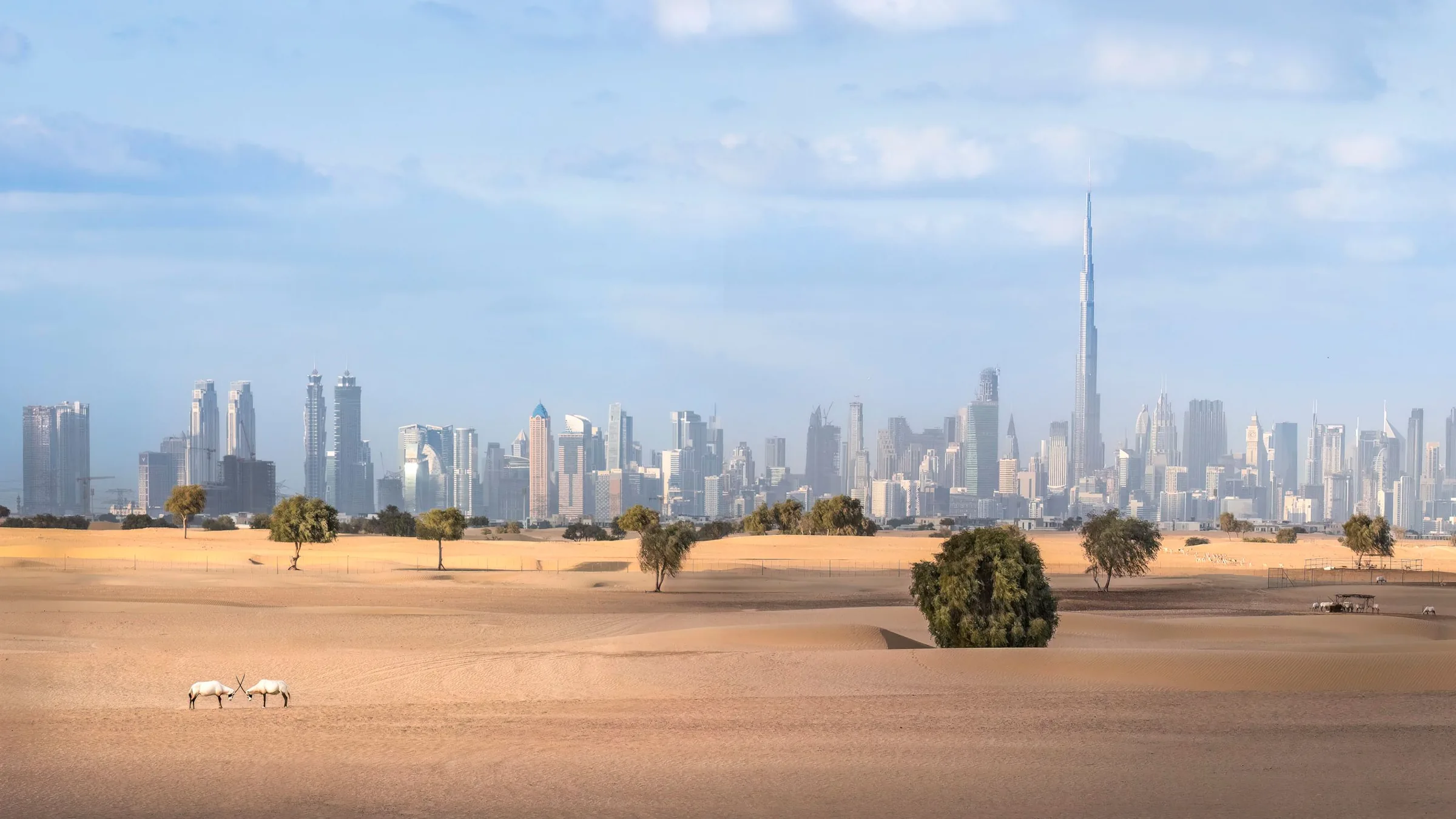 Dubai skyline seen across the desert with Arabian oryx in the foreground