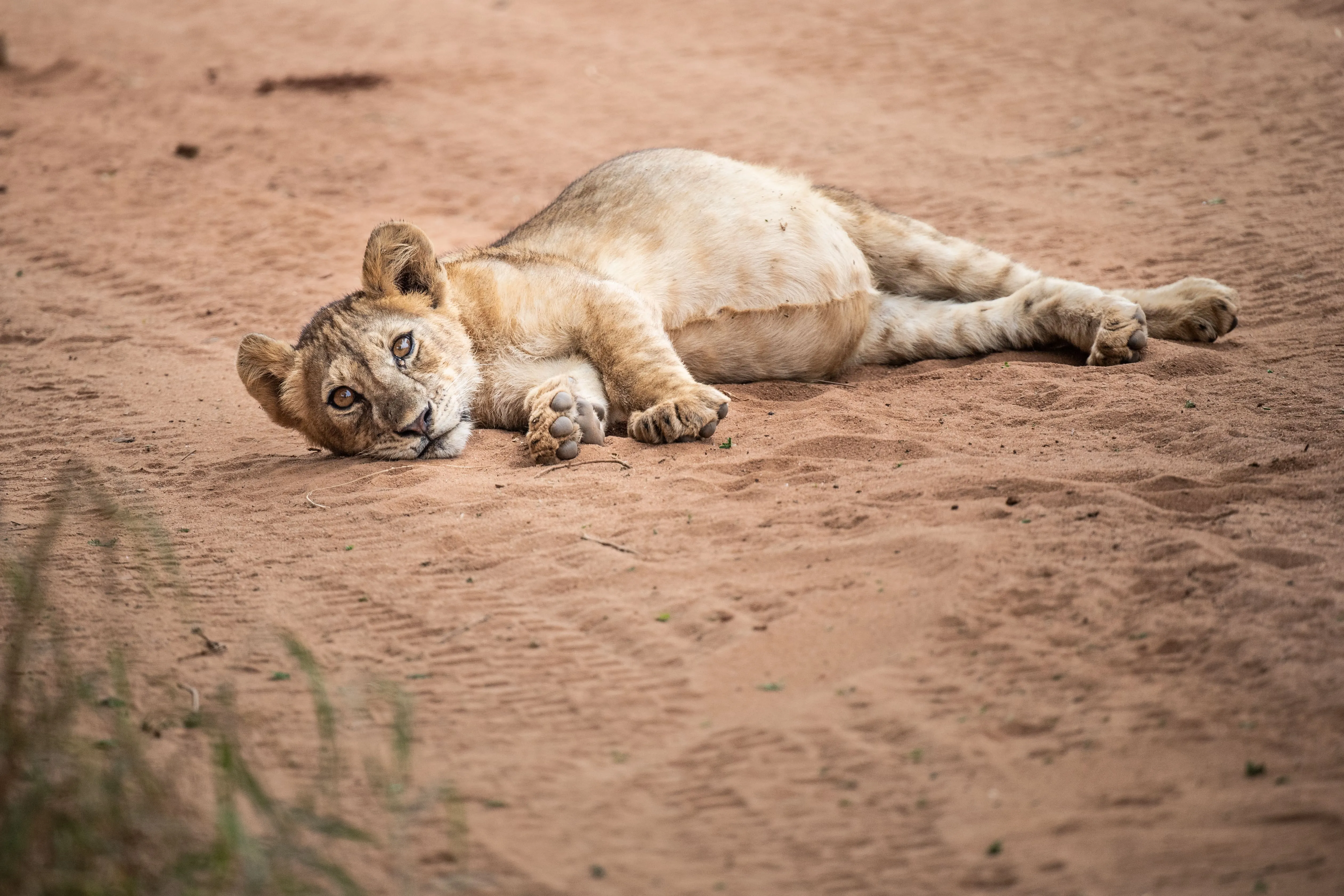 Lion cup lying on the sand, lazily looking at the camera