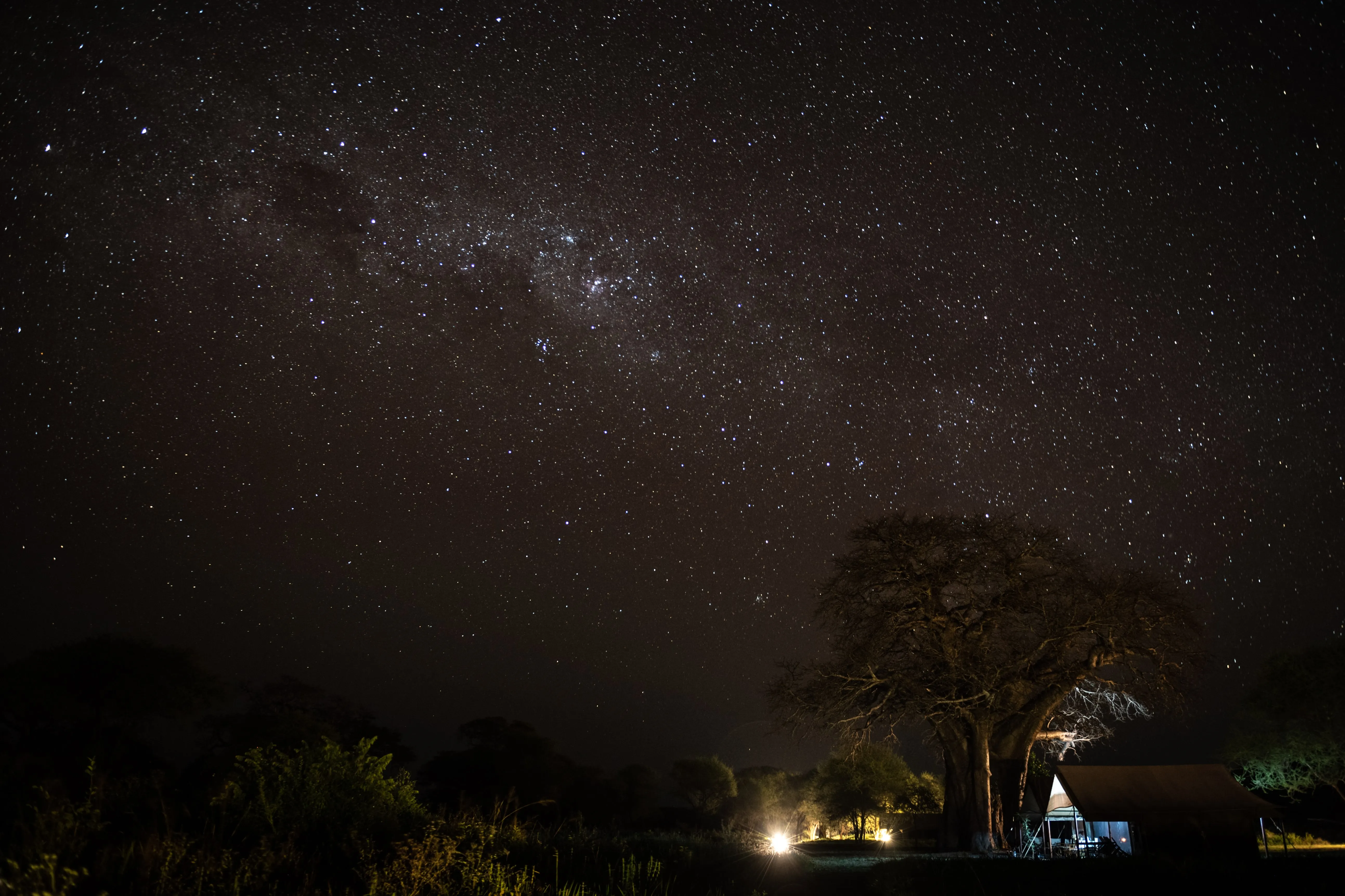 Night sky with thousands of stars above Baobab tre