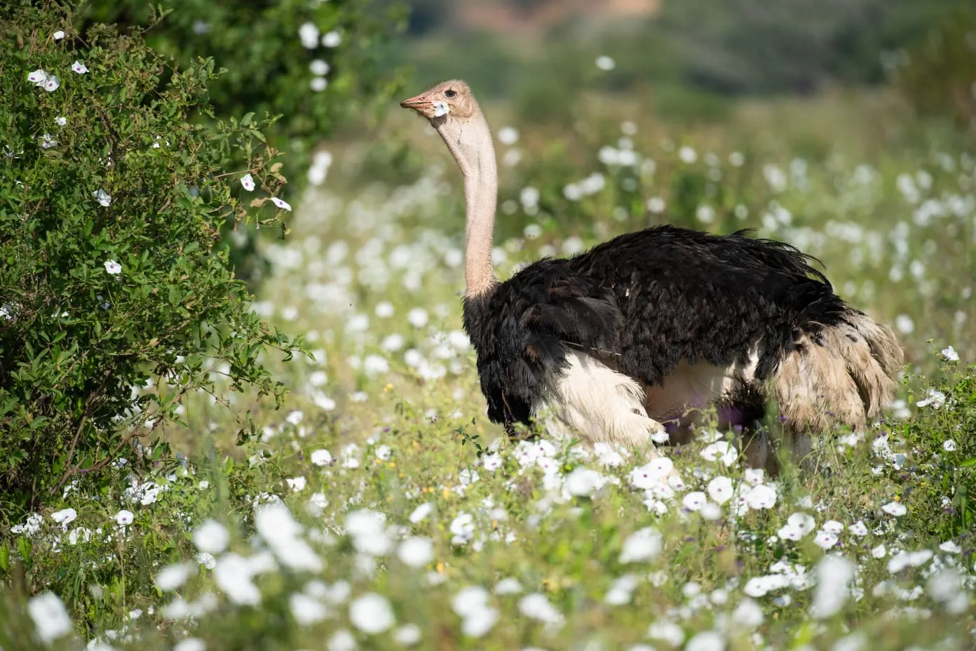 Ostrich runs through flowers