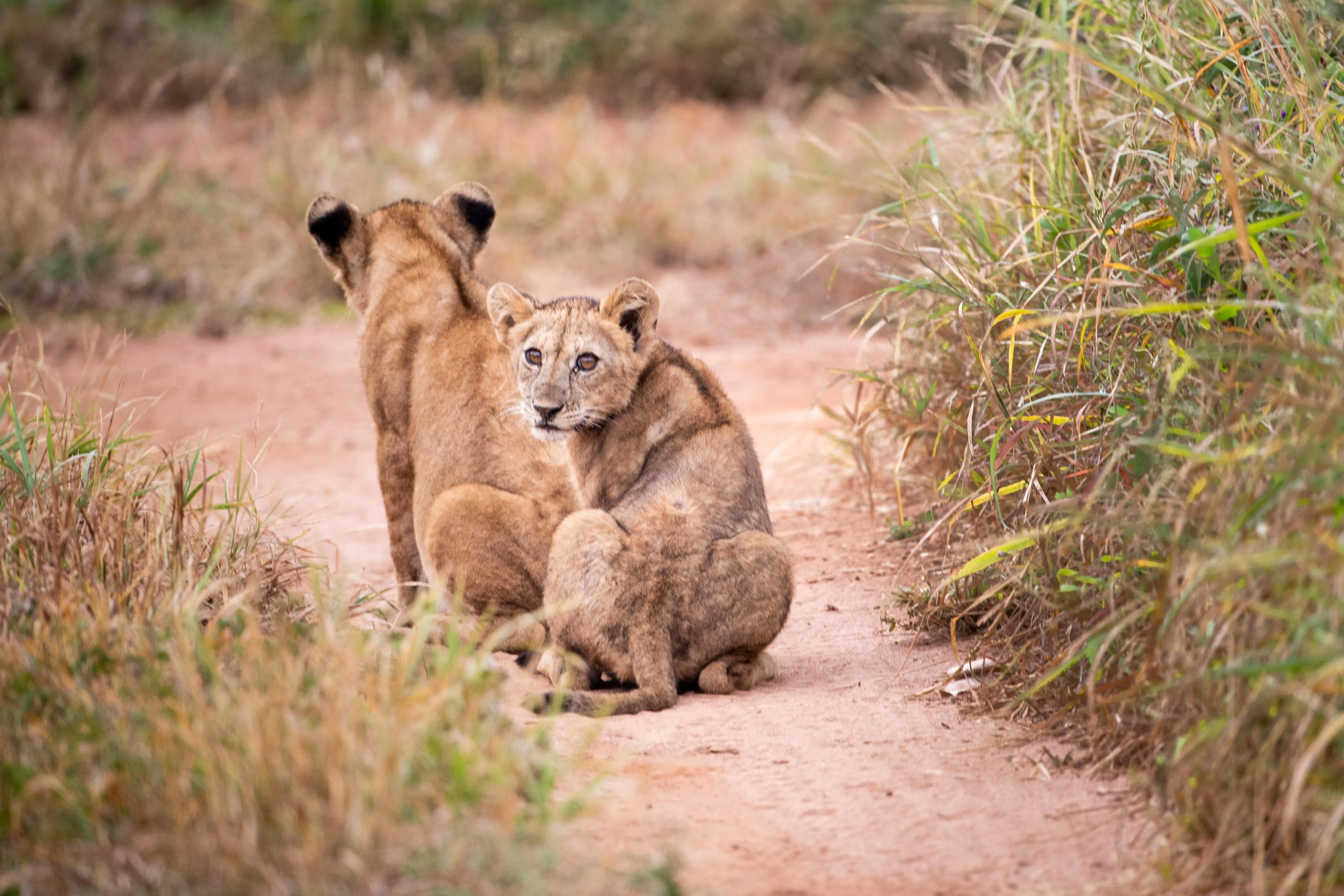 Lion looks back at camera