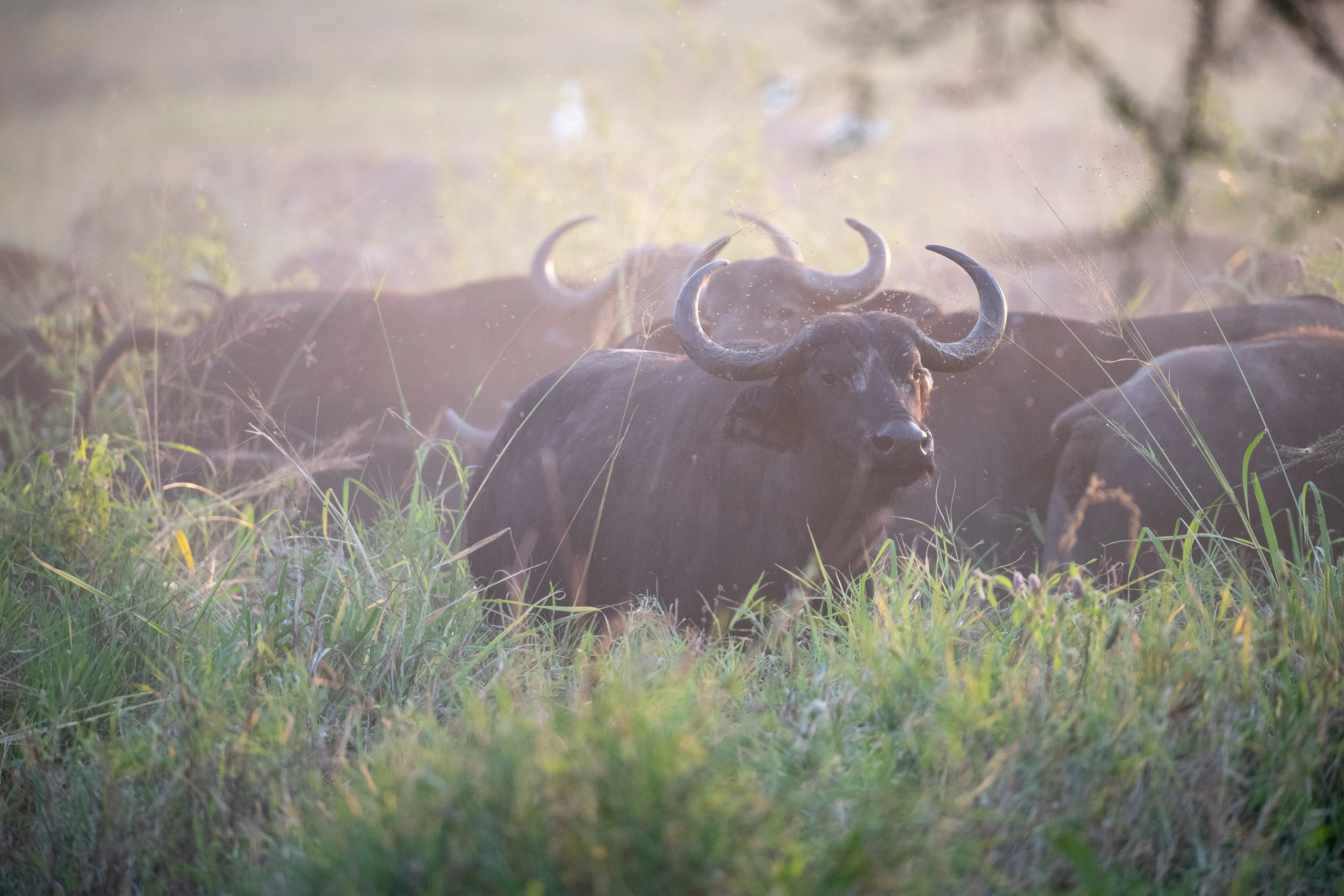 Buffalo in the mist