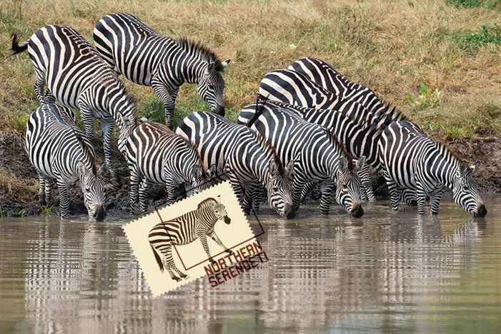 8 Zebras drink from the water