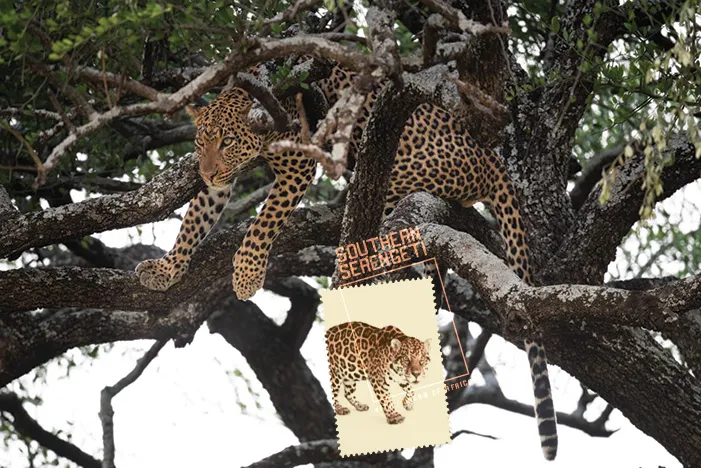 Leopard stretches in a tree