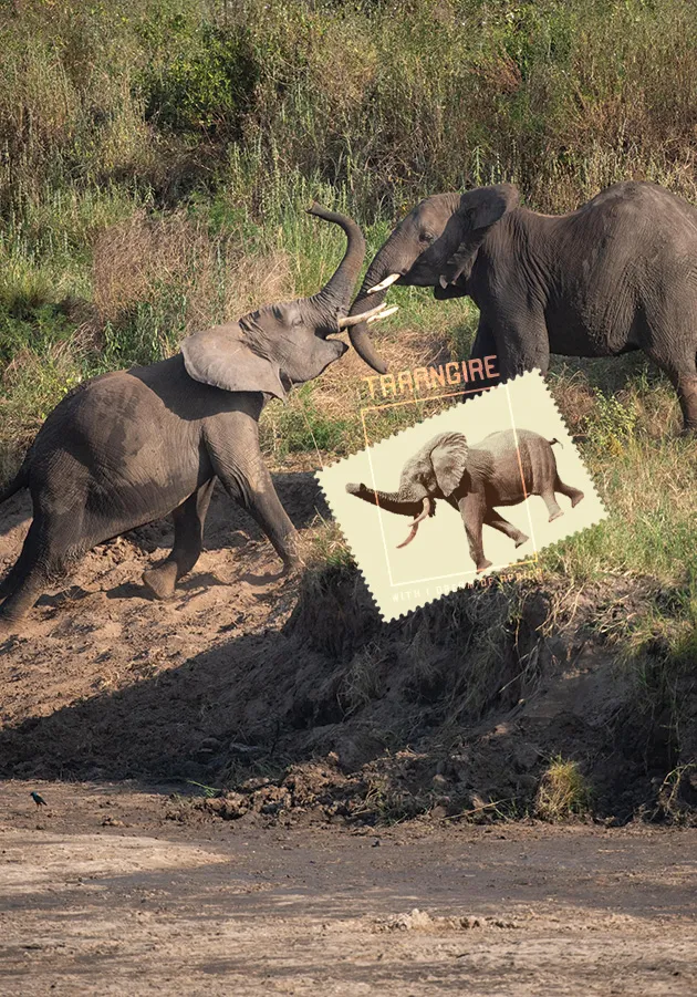 Two elephants with tusks intertwined playing on the riverbed.