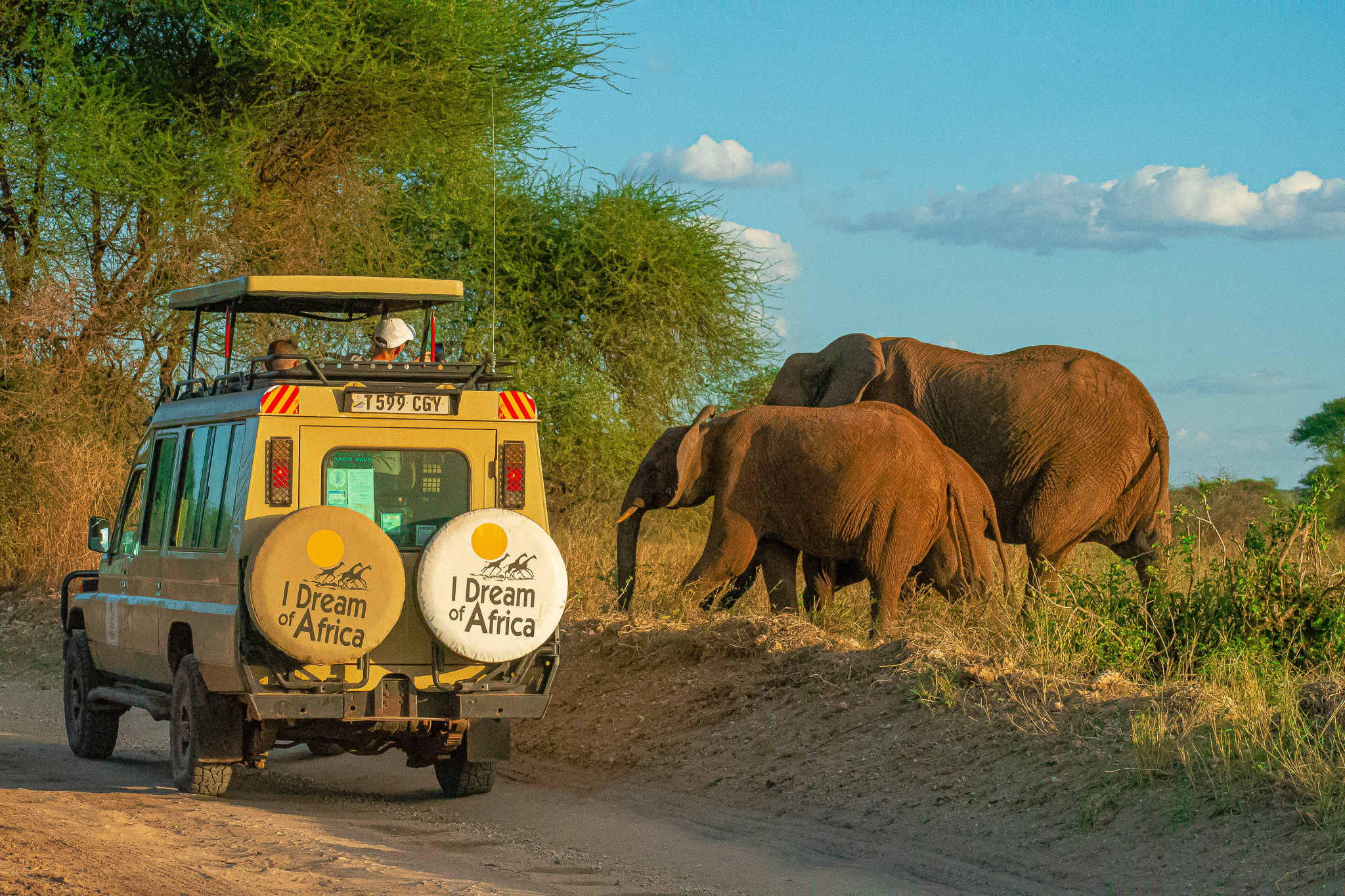 Leopard running by I Dream of Africa safari vehicle