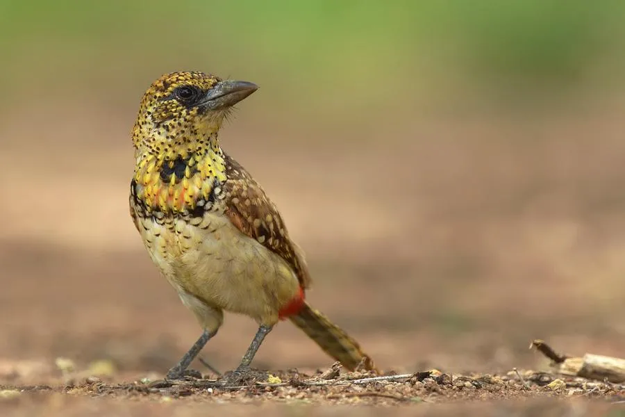 Usambiro Barbet can be found during birding safari in Serengeti National Park