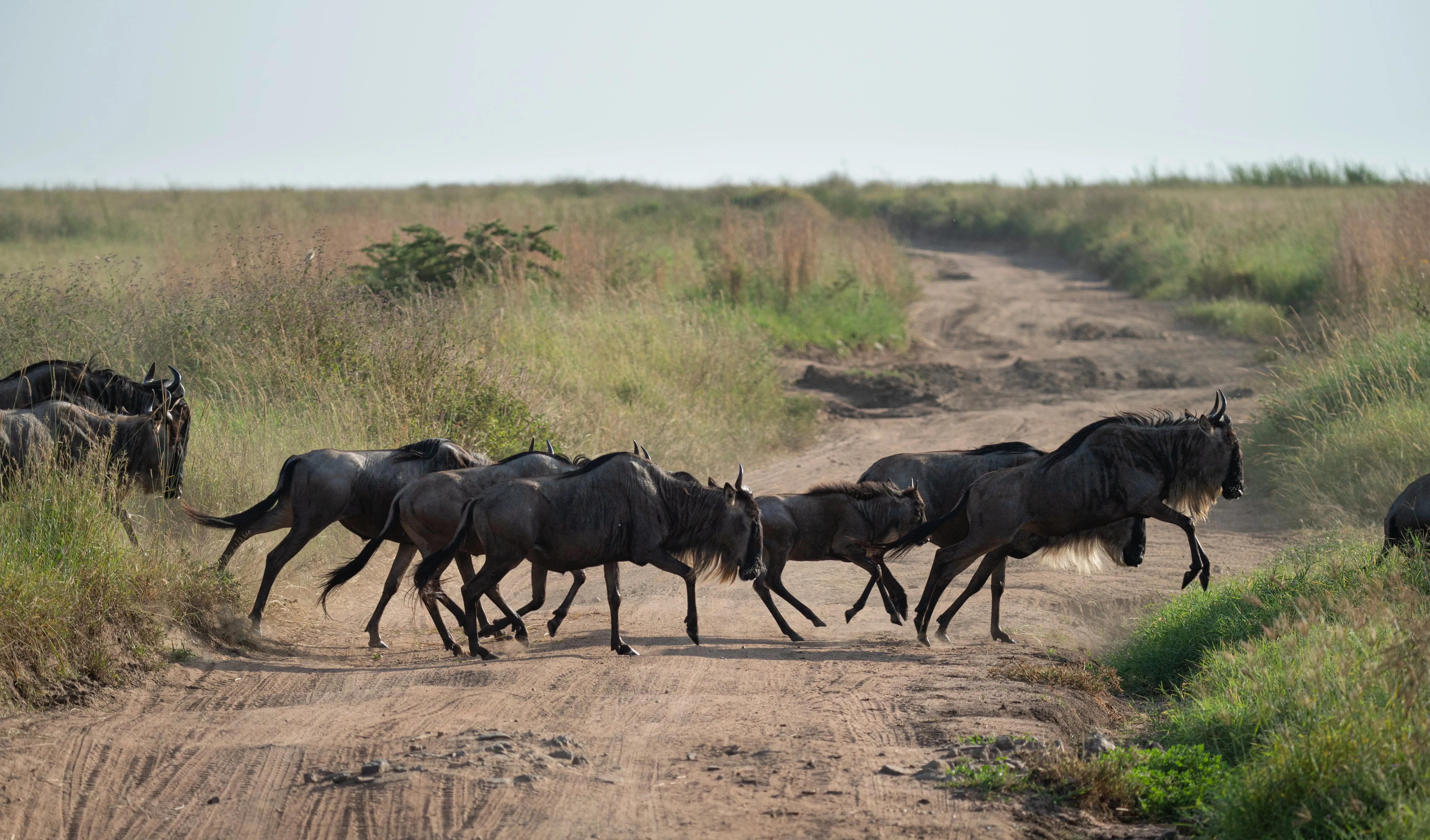Photo from safari