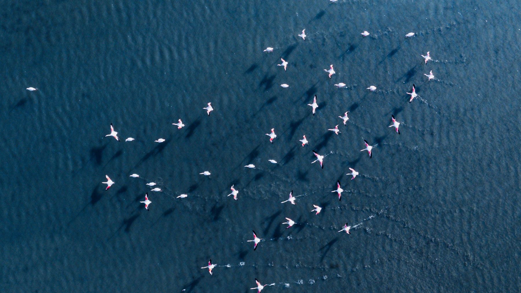 Aerial view of flamingos flying low over deep blue water