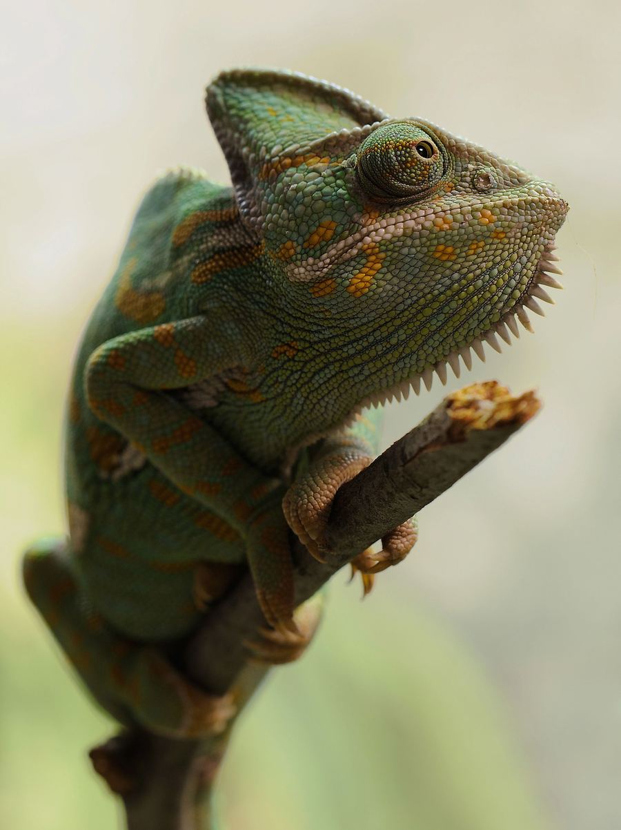 A green and orange chameleon gripping a branch