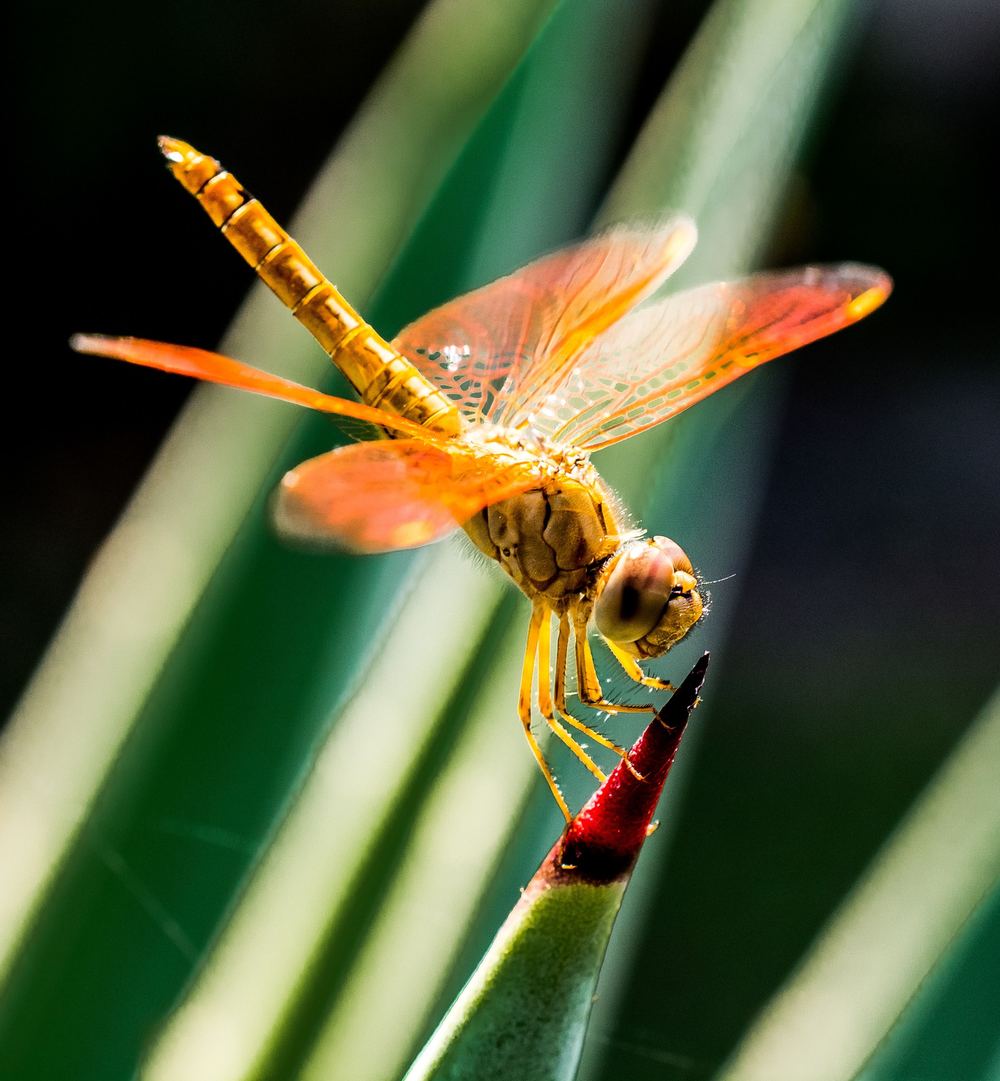 An orange dragonfly perched on the tip of a spiked leaf