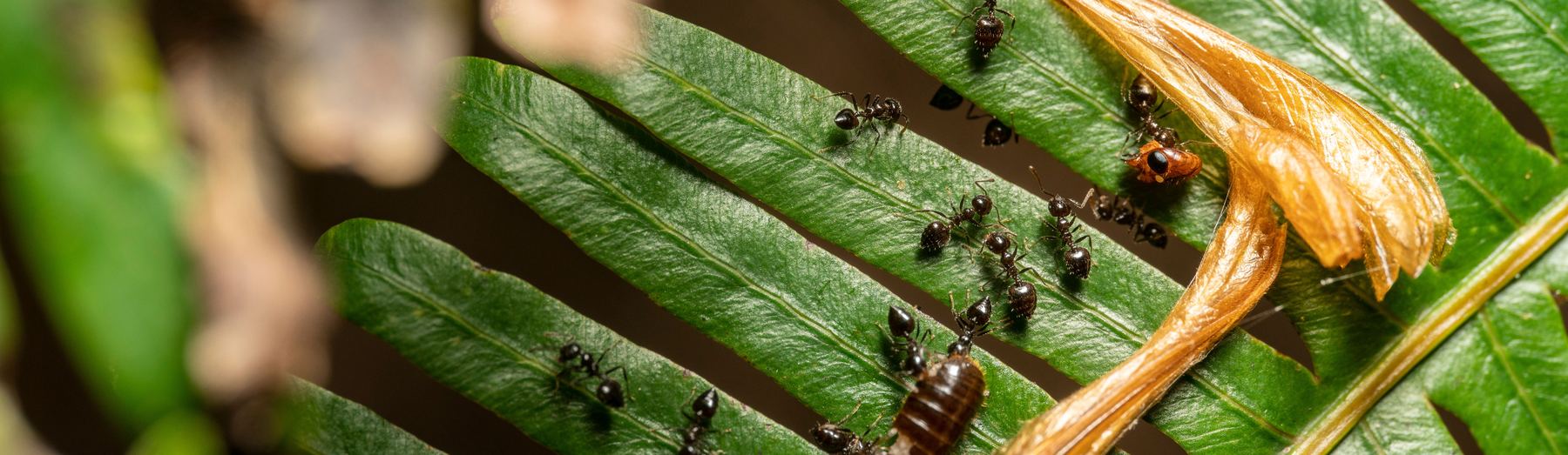 Close-up of ants gathered along a fern frond
