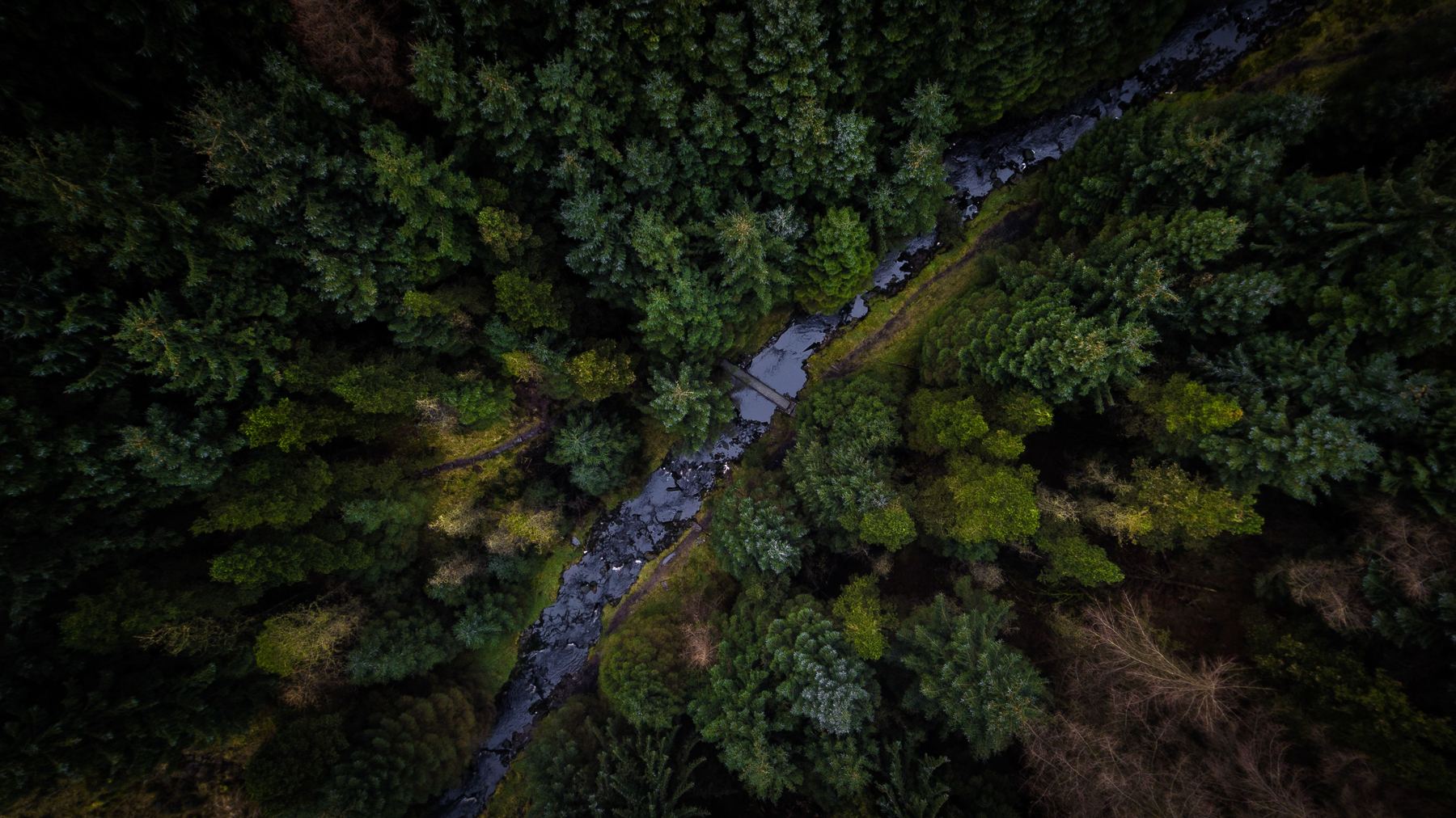 Aerial view of a stream winding through dense forest